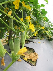 Cucumber using biocontrol products