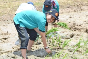 Lena learns about rice cultivation as part of ‘Training of Trainer for BRIA Coordinators’.