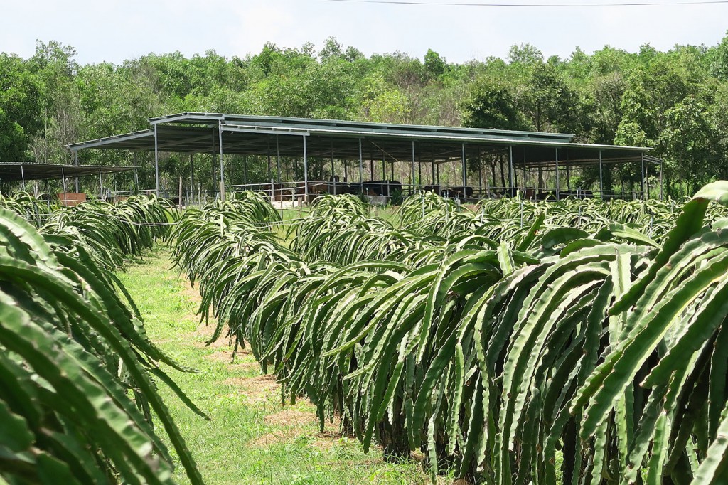 Dragonfruit fields and cattle stable