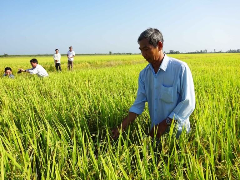 Mr. Nguyen Van Yen, a rice farmer in Vietnam