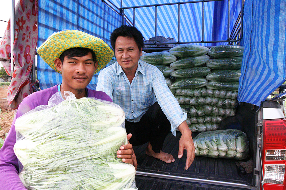 Mr. U-Tai Songsaeng, a trader who bought the Chinese cabbage at the ASEAN SAS field trials said it is hard to believe to see such a good quality vegetable without using chemicals.