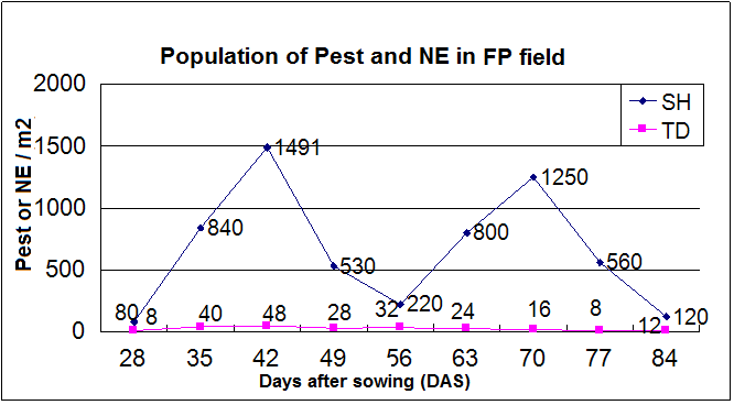 Insect Pest and Natural Enemies’ Population in FP 