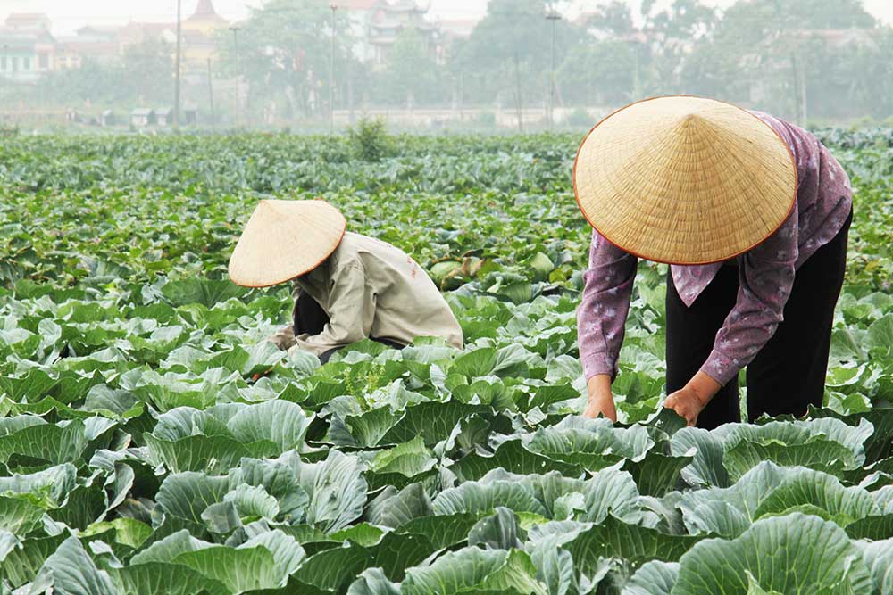 Vegetable growers in Vietnam