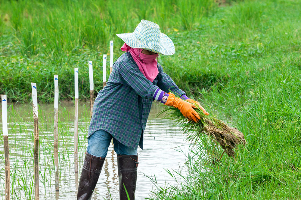 Rice farmer in Thailand