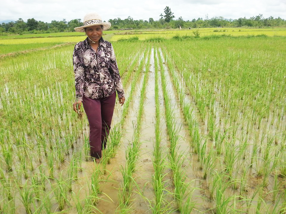 Ms. Him Sothea is an example of the woman who could change her life from nobody to a well organized organic rice farmer.