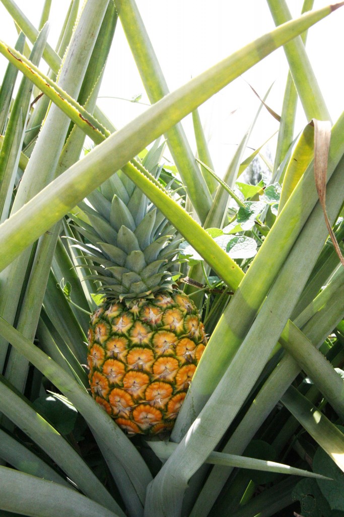 Mature pineapple fruit at Dole Thai plantation