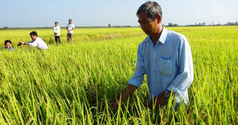 Pesticide is reduced, and farmer is happy with rice yield and input saving