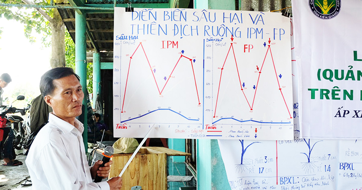 Integrated pest management in rice demonstrates promising results in Vietnam
