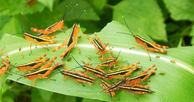 Lao to get supports from Thailand to halt the bamboo locust outbreak