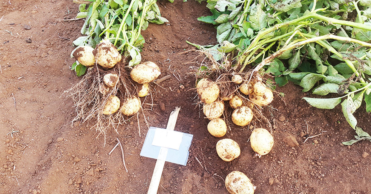 Mr. and Mrs. Potatoes in Cambodia as the new cash crop