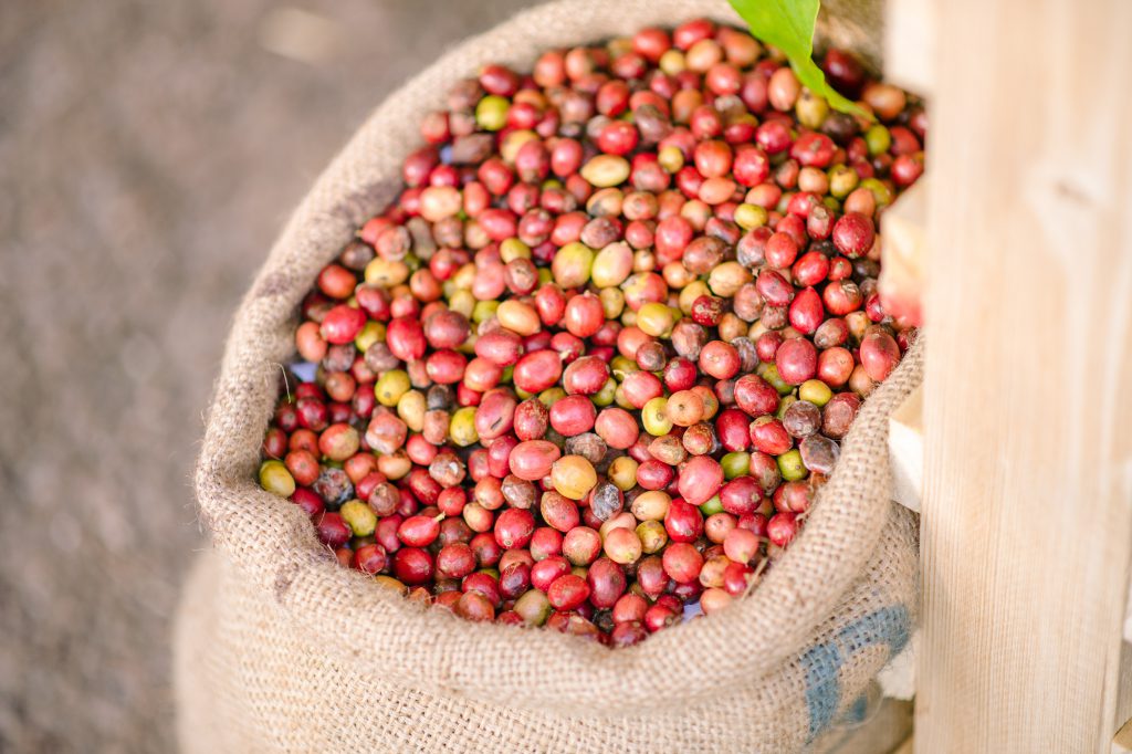 Robusta coffee cherries are widely grown in the South of Thailand. (Photo credit: GIZ Thailand)